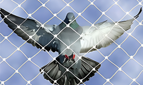 Bird net installation in Patna for balcony and open spaces