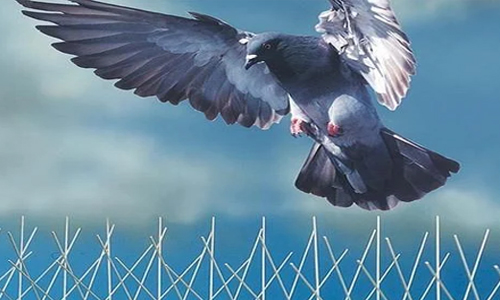 Bird Spikes installation in Patna to stop pigeons and crows